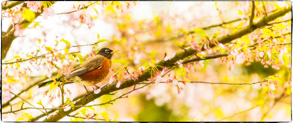 PH2155a bird robin in sakura cherry blossom tree pfx zf-3113-5