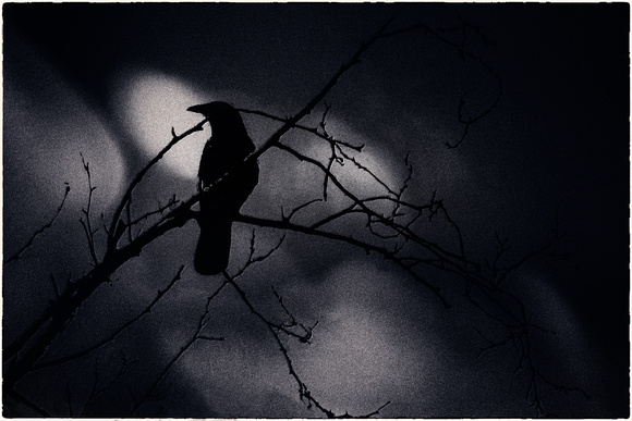 crow and branches shadows PH2514a -8985