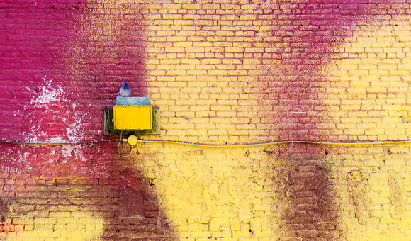 PH2182a pigeon on red and yellow brick wall zf-7177