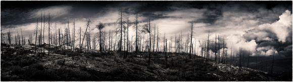 PH1863a burned trees and clouds sfx 55x16 zf-2520-1-2-3-4-5-6-7-8-9