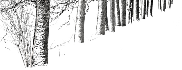 PH293a row of trees in winter 1 -21x8-1360