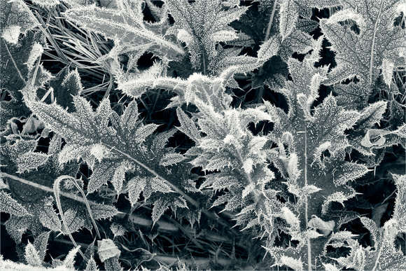 PH530a frosted leaves 3 -21x14 -7063