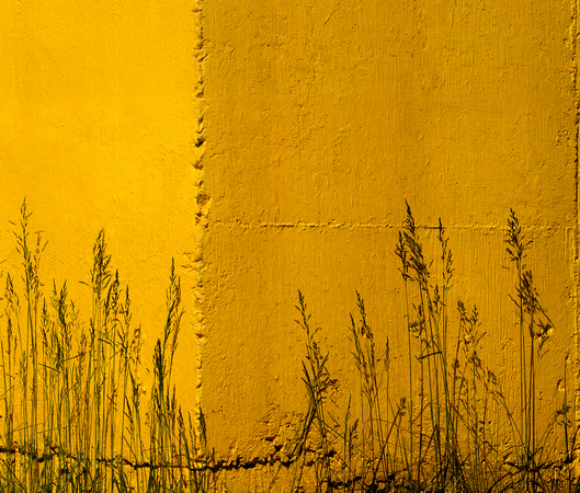 PH1677a miksang yellow wall and grasses zf-9055-6