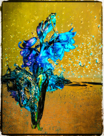 PH1715a botanical bluebell flower splash 4 zf-3693