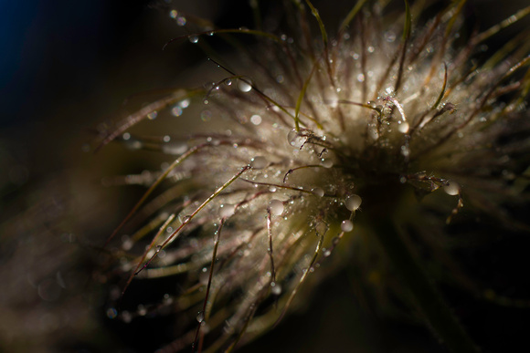 PH1750a botanical pulsatilla dew drops sparkle zf-6321