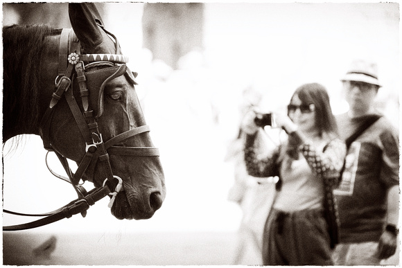 PH2362a Horse and tourist   -8602