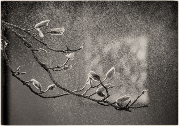 PH2461a folio SunYatSen magnolia buds in spray -0451