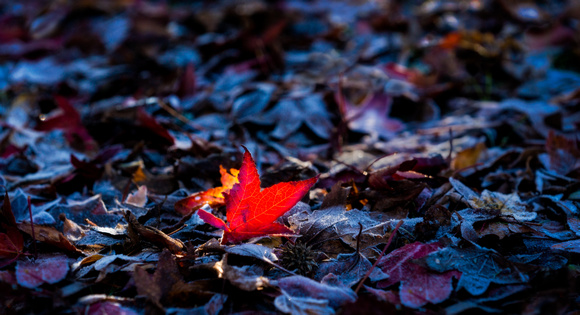 PH2363a red maple leaf on frosted ground 28x15@300 n zf-7832--9