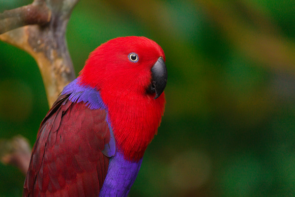 PH2462a animal bird Eclectus Parrot female South East Asia North East Australia -6118