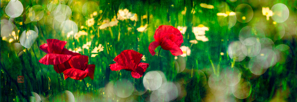 PH2361a botanical poppy blossoms in green meadow  35x12@360 -3709-17-9
