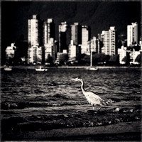PH2172a great blue heron at Kistsilano Beach with Vancouver skyline sfx zf -4294
