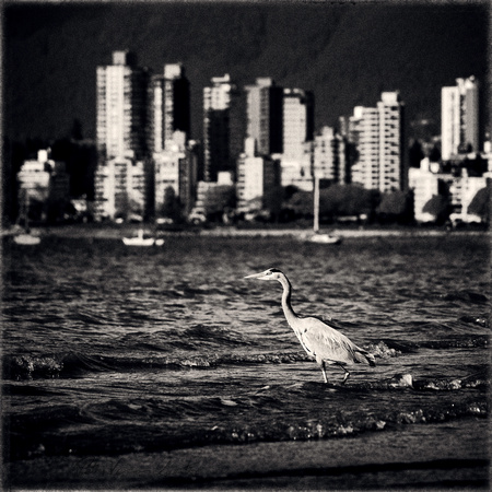 PH2172a great blue heron at Kistsilano Beach with Vancouver skyline sfx zf -4294