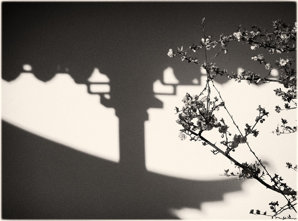 PH2464a folio SunYatSen zen cherry blossoms and shadow  -0465