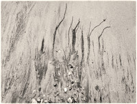 PH2473a folio nature abstract seaweed on sandy beach -7531-2