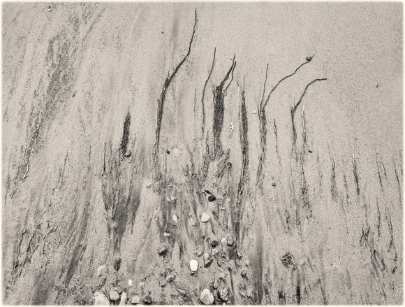 PH2473a folio nature abstract seaweed on sandy beach -7531-2