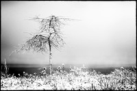 PH1487b winter tree lake ontario sfx Fnoir2 -6271