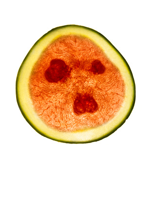 PH1519a bot water melon slice -7391