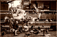 PH1946a folio street moments bird lover city life    -5922-3-6-9