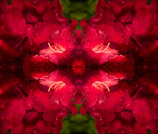 PH2593b botanical red rhododendron blossom with drops tiled