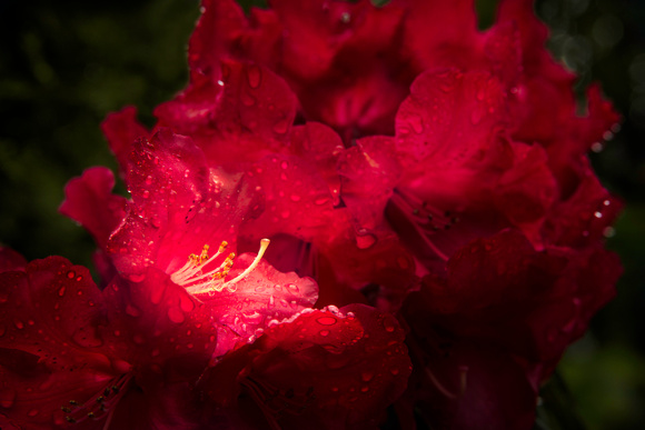PH2593a botanical red Rhododendron blossom  -3651
