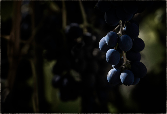 PH1864a grapes sfx zf -2467-8-70-2470