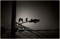 PH2529a folio urban nature three crows on wires silhouette -1273-9-1309-15