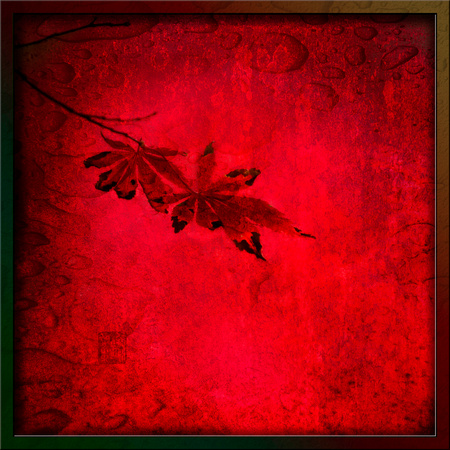 PH2044a autumn foliage red japanese maple Karya park Mississauga sfx BG BG zf-9704