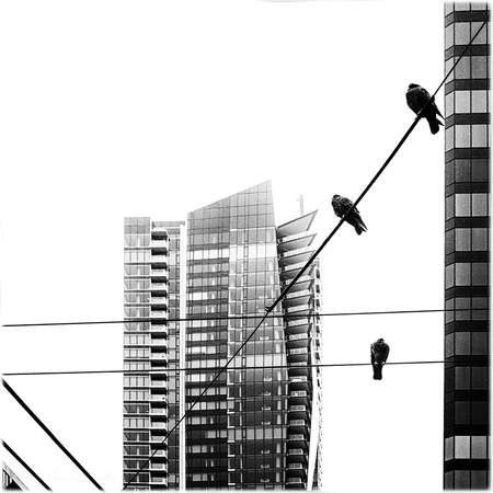 PH2124a animal pigeons on wire with highrise sfx zf-8699