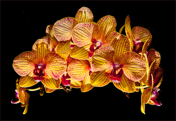 PH735a orchid dtps sogo stripe 1 PH735a -21x14,5-1552