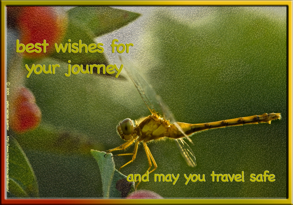 cards K113a travel safe 1 with dragonfly -20x14