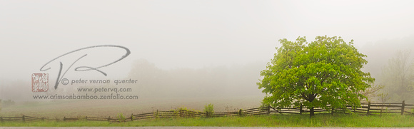 PH1250a tree in fog with fence -3958-9-60