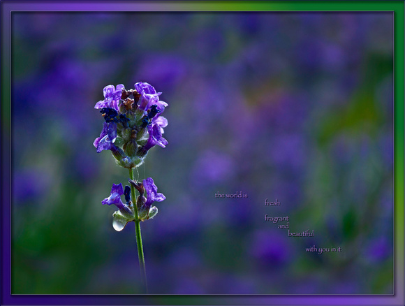 card M K150a fragrant world w you PH1276a flower lavender PH1276a  -8304-9