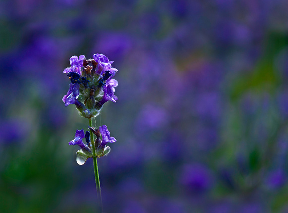 PH1276a flower lavender  -8304-9