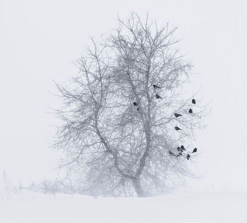 PH228b crows in snow storm 1b -15x13,5