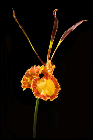 PH734a orchid psychopsis kahili 1 -14x21 -0409-1566