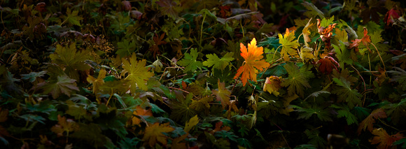 PH925a autumn leaves 4 Ntvrs14,5x4,5 -1272.jpg