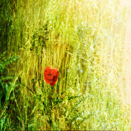Red Poppy in Grass OA117a PH2501a 31x31@300 sml zf-9008--28