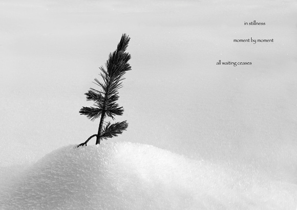PH967a young spruce in snow 1 pan stillness PH967a -8207-8-9-10-1-2-3