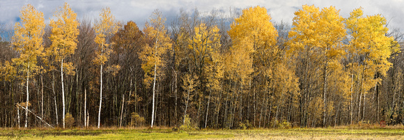 PH157a birch panorama 1 -34x11