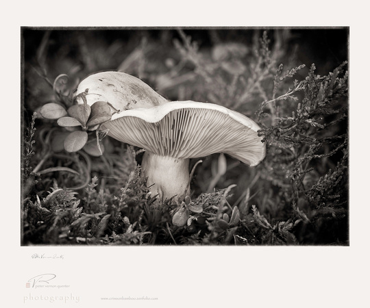 PH1545a folio mushroom sfx glly -0183-4-5-6-7-8-9-90-1