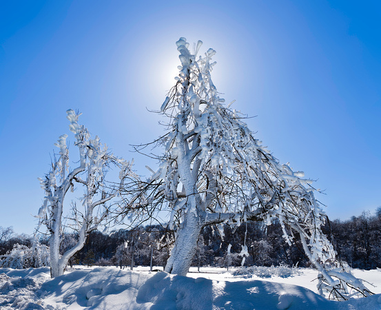 PH1214a iced tree in sun  -1401