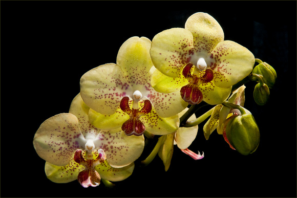 PH738a orchid 4 -21,5x14,5 -1444-5