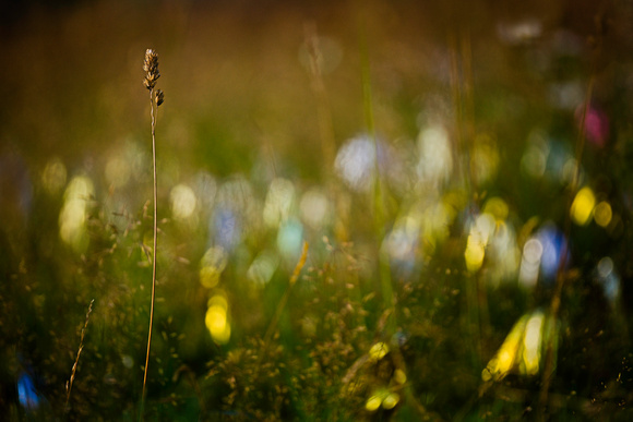 PH1309a glitter meadow -wildmandli-by andrea roethlin -0969
