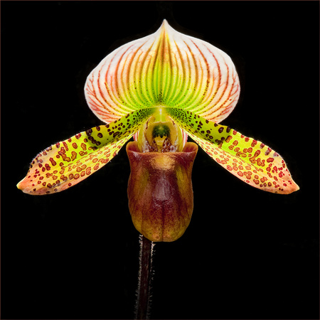 PH733a orchid paphiopedilum hsinying alienxsue franz 1 -14x14  -1441-2