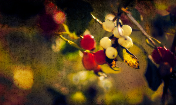 PH2057a autumn berries zf-9445-6