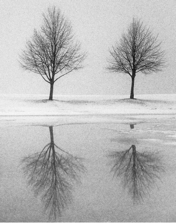 PH057c two trees in winter 1 -20x25