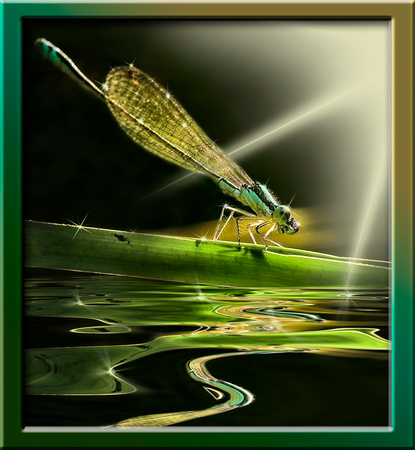 card PH0117a dragonfly 2 water-refl -3245