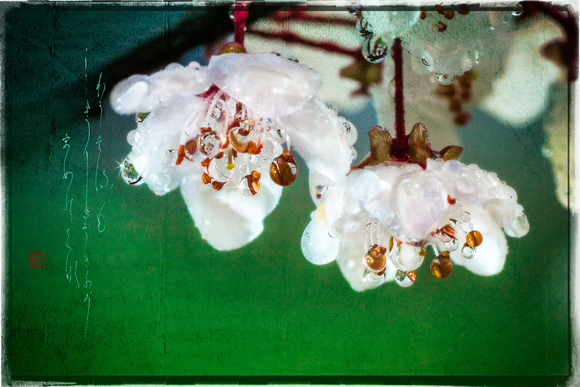 PH2113b haiga wagaharumo jojo kichizo cherry tree pink blossoms with dew drops pfx zf-2622--7