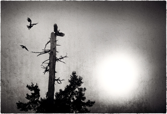 PH2128b bald eagles old tree top in setting sun zf-2988-3005--9-13--15