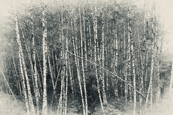 PH1113a birch grove bwantq-8143
